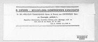 Appendiculella tonkinensis image